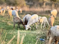 公羊, Katum sheep — 照片 2