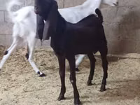 Goat, Kamori goats — photo 4