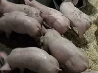 सूअर (लॉट, लिंग निर्दिष्ट नहीं) — फ़ोटो 1