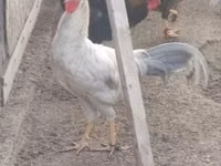 Chickens — الصورة 2