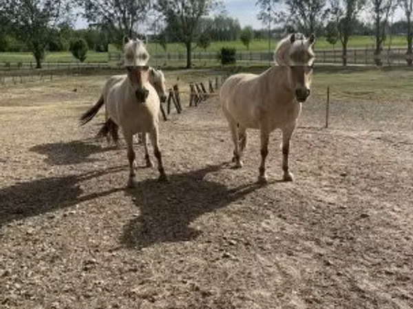 घोड़ी, Fjогd