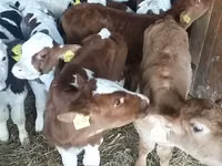 公牛, Simmental cattle — 照片 2