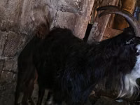 母山羊, Kamori goats — 照片 3
