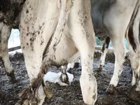 公牛, Swiss cattle — 照片 3