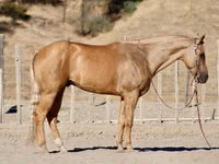 公马, Quarter Horse — 照片 2