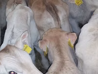 मवेशी (लॉट, लिंग निर्दिष्ट नहीं), Simmental cattle — फ़ोटो 2