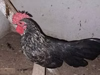Chickens — photo 3