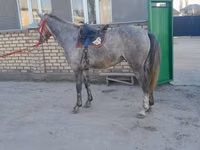 公马, Friesian sport horse — 照片 3