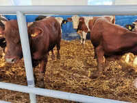 Cattle (batch, sex not specified), Simmental cattle — photo 5