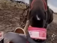 公马, Hungarian horse breed — 照片 4