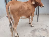 Vache, Bovins — photo 1