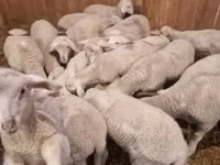 Widder, Merinoland sheep — Foto 1