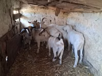 Chèvre, Chèvres — photo 2