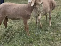 भेड़, Arashan sheep — फ़ोटो 2