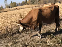 Vache, Race Alatauskaya — photo 2