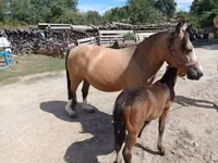 Cheval, Chevaux — photo 1