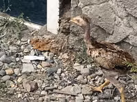 इंडियन गेम — फ़ोटो 3