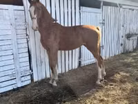 母马, Dutch warmblood horse — 照片 1