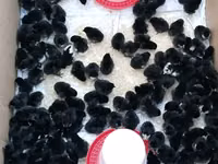 Australorp — Foto 5