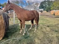 母马, Dutch warmblood horse — 照片 3