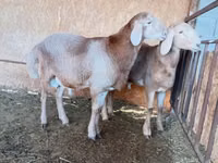Ram, Arashan sheep — photo 3