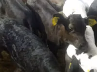 Rinder (Partie, Geschlecht nicht angegeben), Simmental cattle — Foto 7