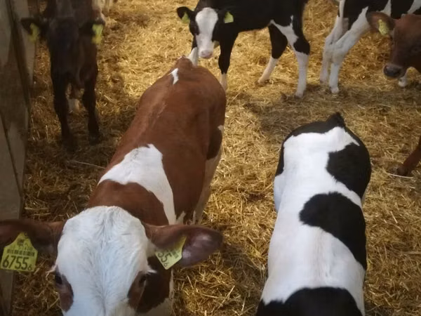 Bovins (lot, sexe non indiqué), Simmental cattle