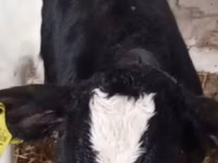 मवेशी (लॉट, लिंग निर्दिष्ट नहीं), Russian Black pied cattle — फ़ोटो 4