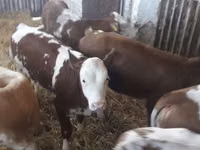 मवेशी (लॉट, लिंग निर्दिष्ट नहीं), Simmental cattle — फ़ोटो 3