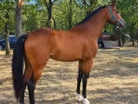 公马, Horses — 照片 4