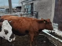母牛, Cattle — 照片 2