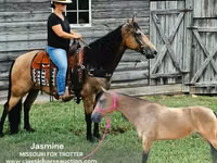 Yegua, Missouri foxtrotter — foto 1