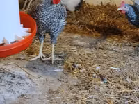 Slovenian Barred Hen — photo 3