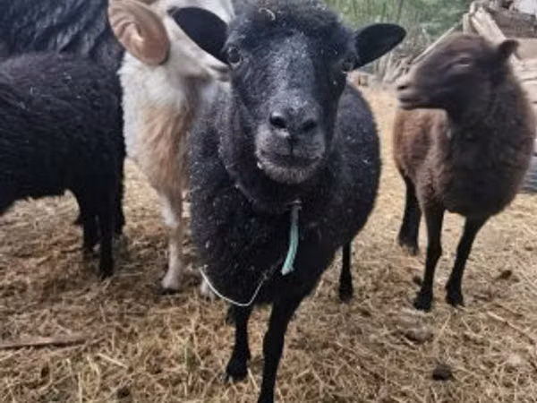 Oveja, Ouessant sheep