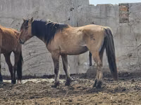 حصان, Mugalzhar horse — الصورة 1