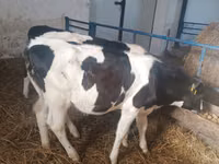 Kuh, Russian Black pied cattle — Foto 5