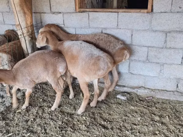 Brebis, Moutons