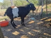 公山羊, Pomellata goat — 照片 1