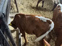 मवेशी (लॉट, लिंग निर्दिष्ट नहीं), Simmental cattle — फ़ोटो 5