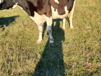 Vaca, Raza Holstein — foto 3