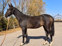 Stute, Akhal-Teke — Foto 1