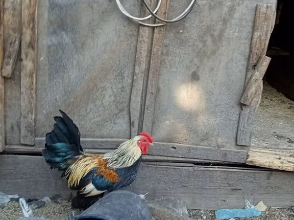 बैण्टम