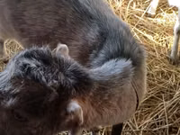Goat, LaMancha goats — photo 4
