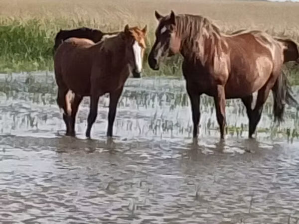 Caballo, Vladimir heavy draft
