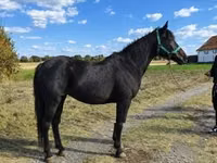 Mare, Horses — photo 2