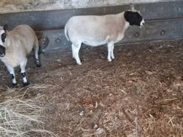 كبش, Dorper sheep