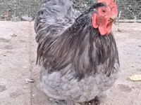 Pékin Bantam — photo 2