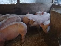 Boar, Pigs — photo 4