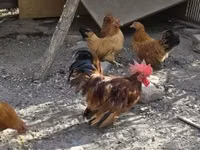 Chickens — फ़ोटो 4