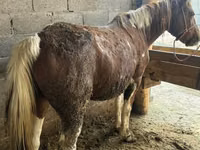Mare, Horses — photo 4